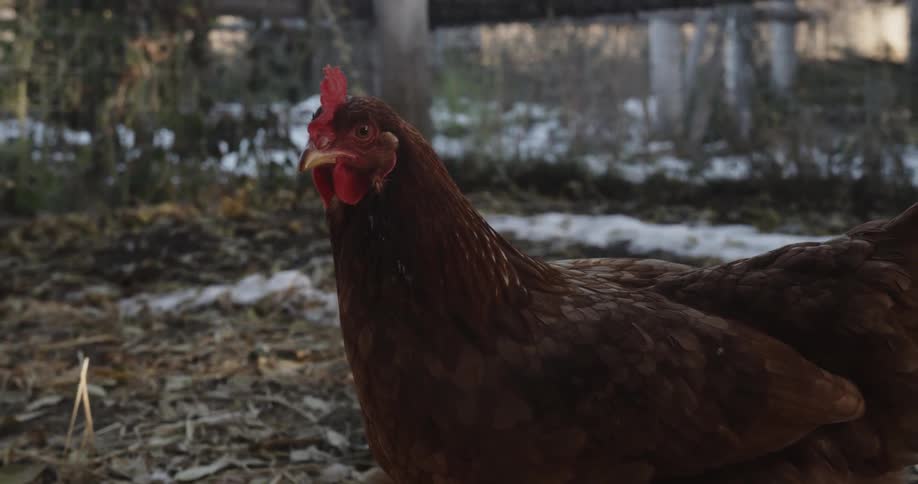 A chicken looks around and then walks forward