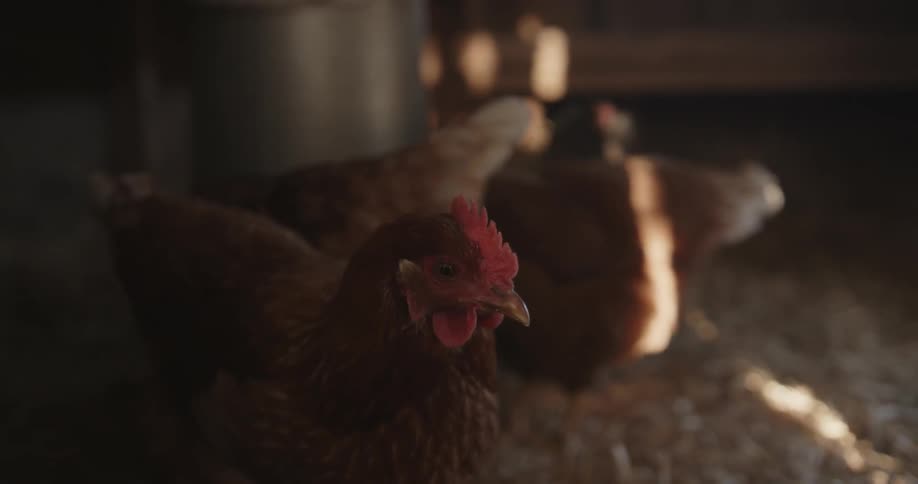 Chickens look around a chicken coop