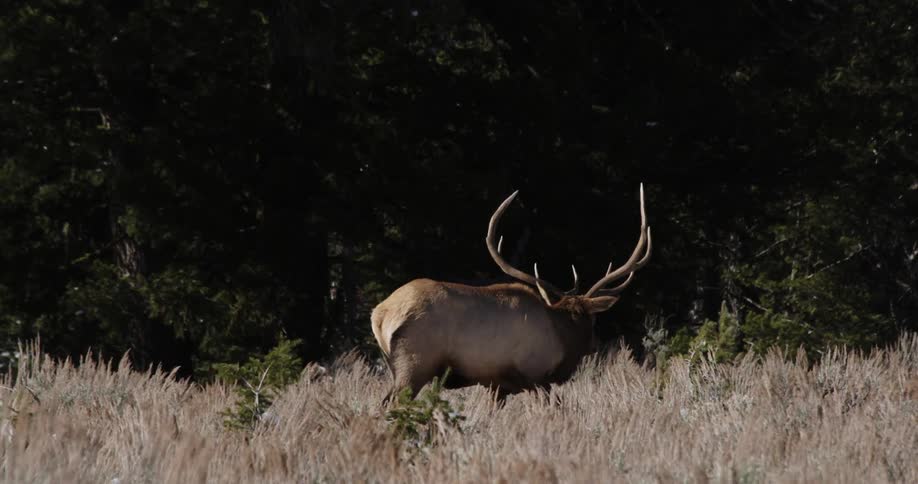Deer stands in a grassy field