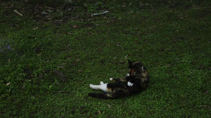 A cat is licking himself on the grass