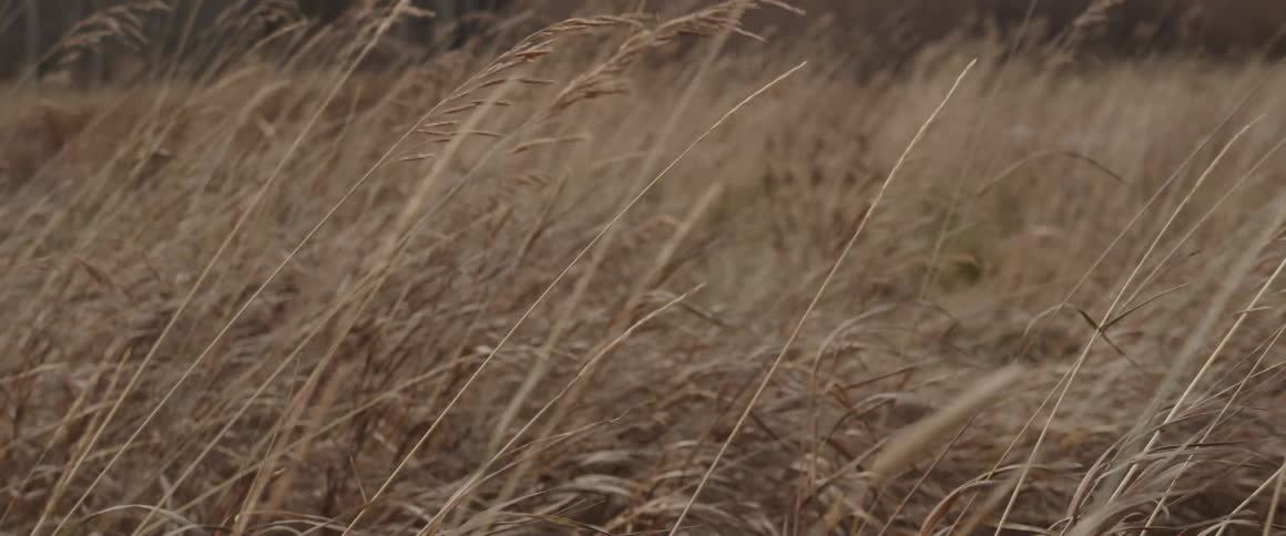 The wind blows the tall yellow grass