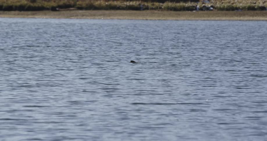 An animal swims in a lake