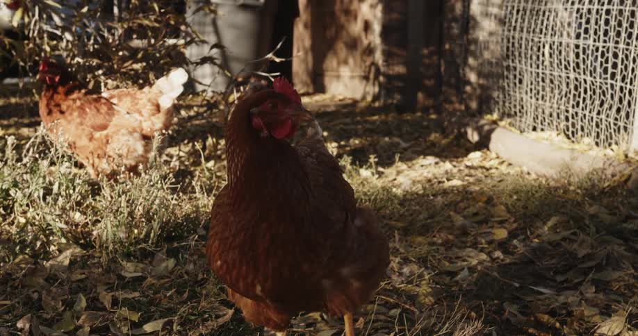 A hen is looking around in the sun