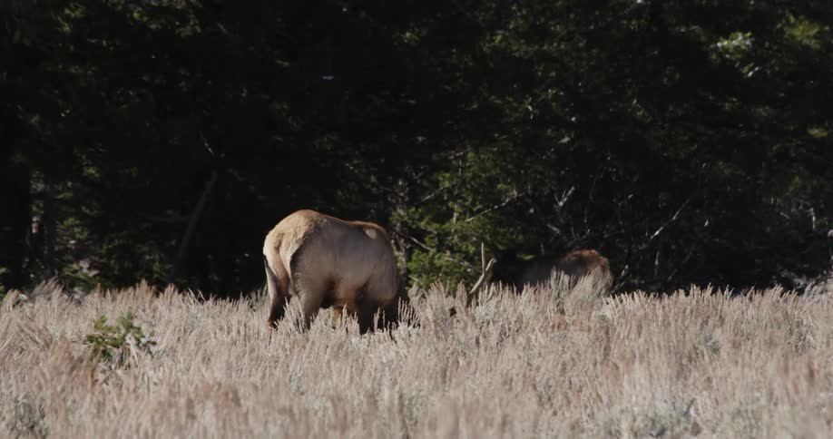 Elk graze in a grassy field in the wilderness