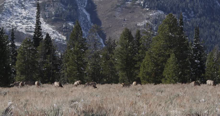 Elk graze in a grassy field with pine trees in the distance