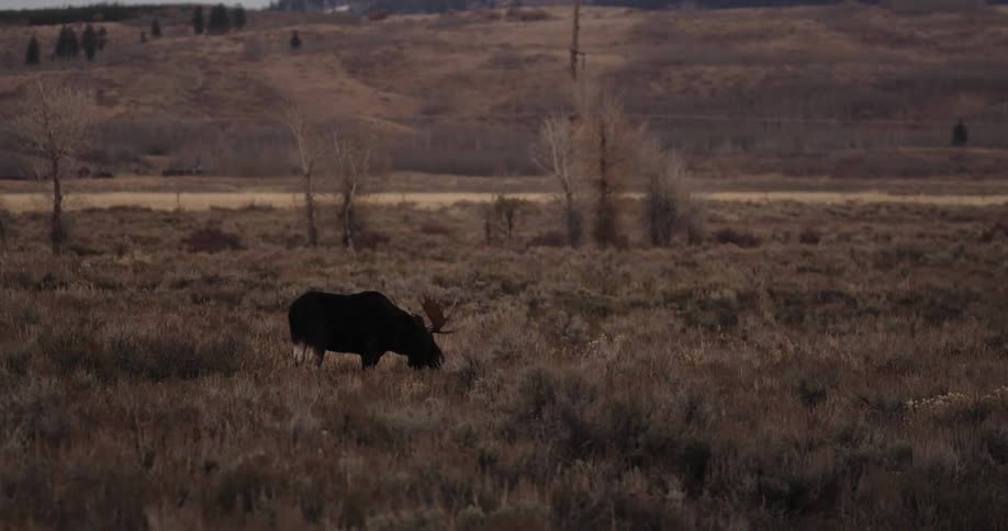 A moose grazes in a brown field
