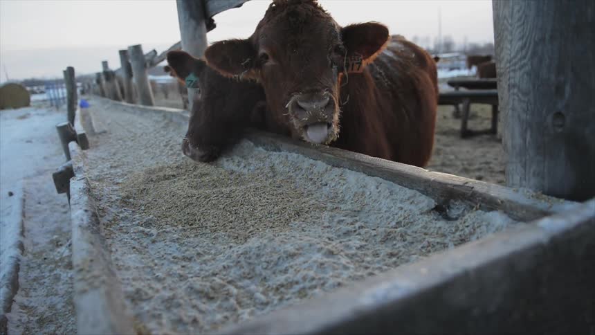 Cows are eating feed in a farm
