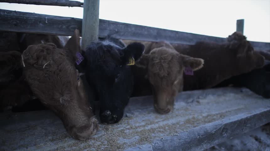 Cows are all feeding through a fence
