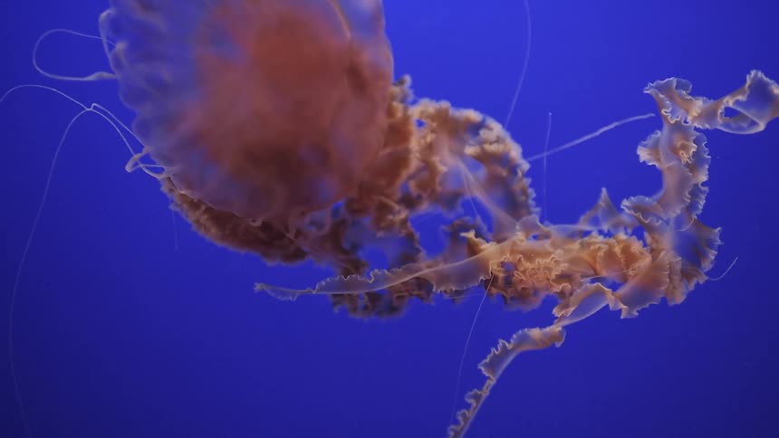 Jellyfish swimming in clear blue water