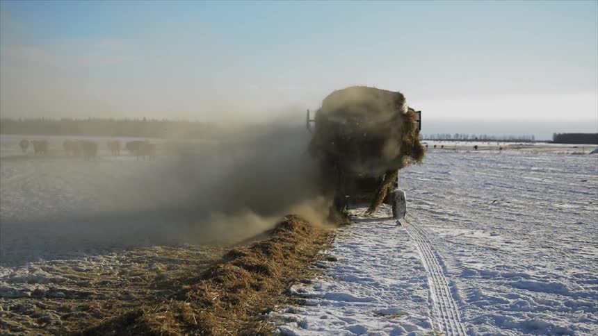 A tractor hauls a dusty load of hay across a snowy field