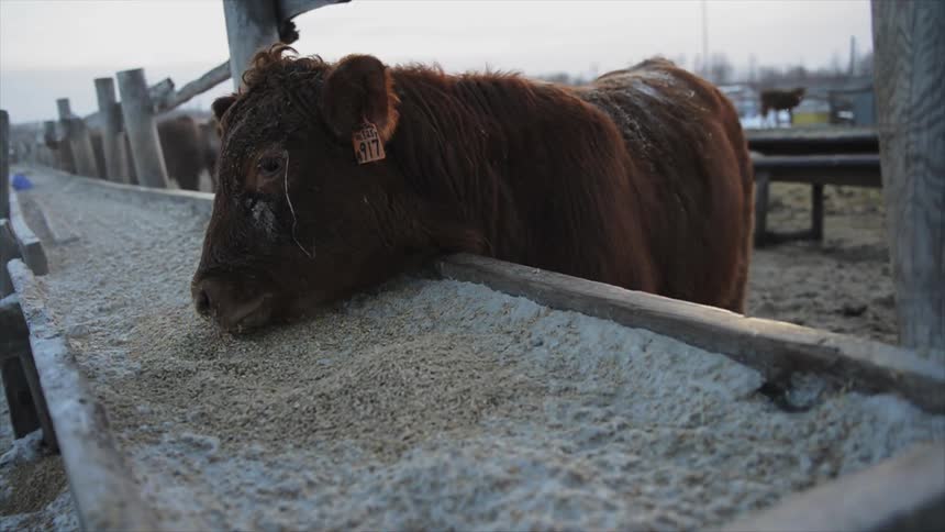 A cow is eating it's food from a long container by the fence
