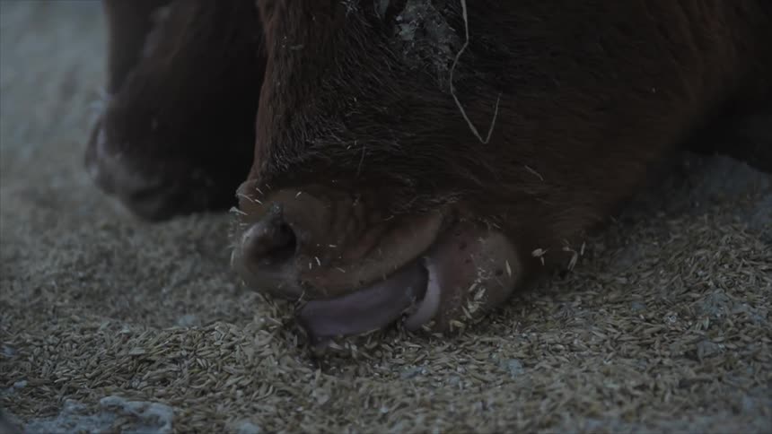 Two cattle lick at a bed of grain