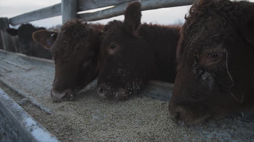 Cattle eat from a long trough