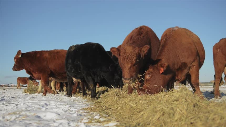 A group of cows eat grass together