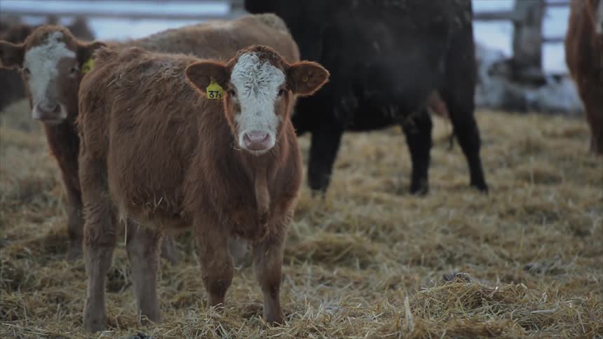 Cows stand together in the hay