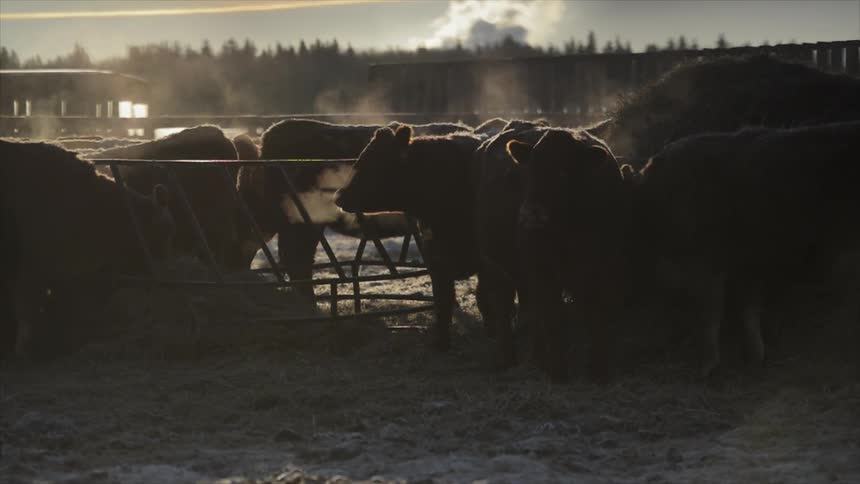 Cattle stand outside on a ranch on a cold day