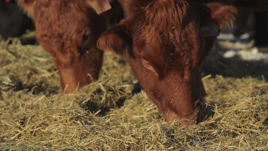 Cattle eat hay from the ground