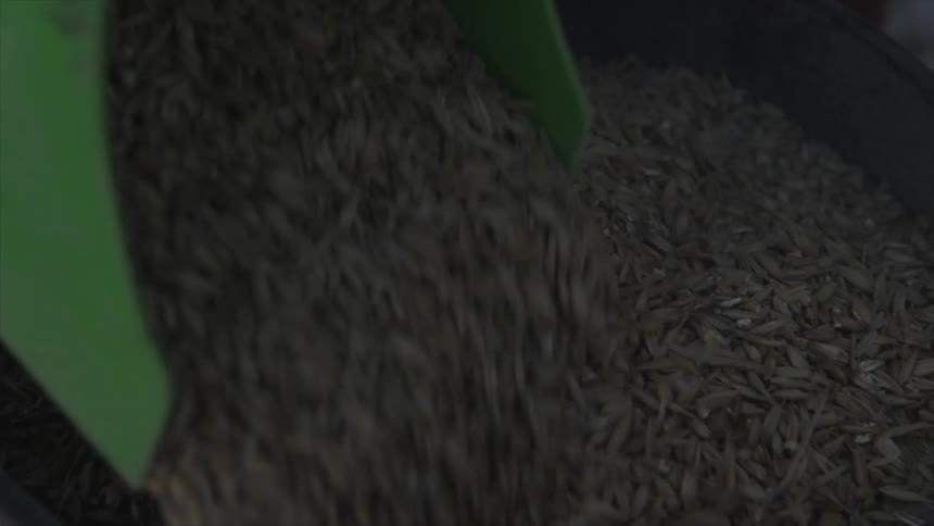 Grain is dumped into a vat with a scoop