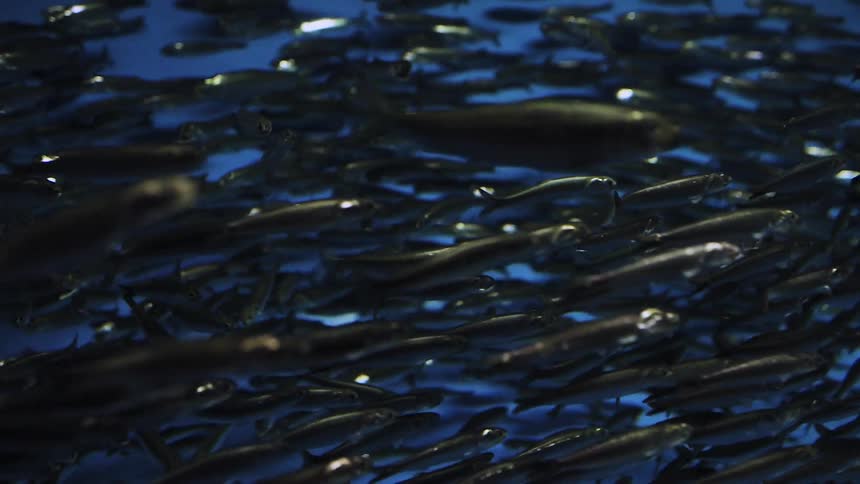 Large school of fish swimming in a body of water