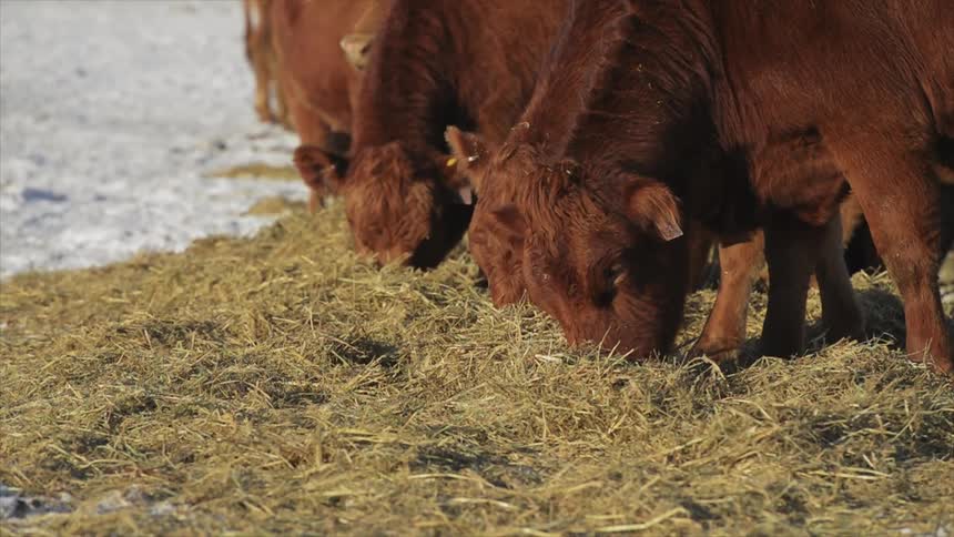 A few cattle grazing on some grass or hay