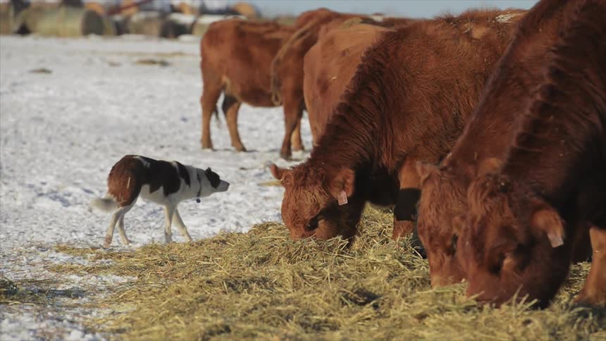 A dog walks over to some cows grazing