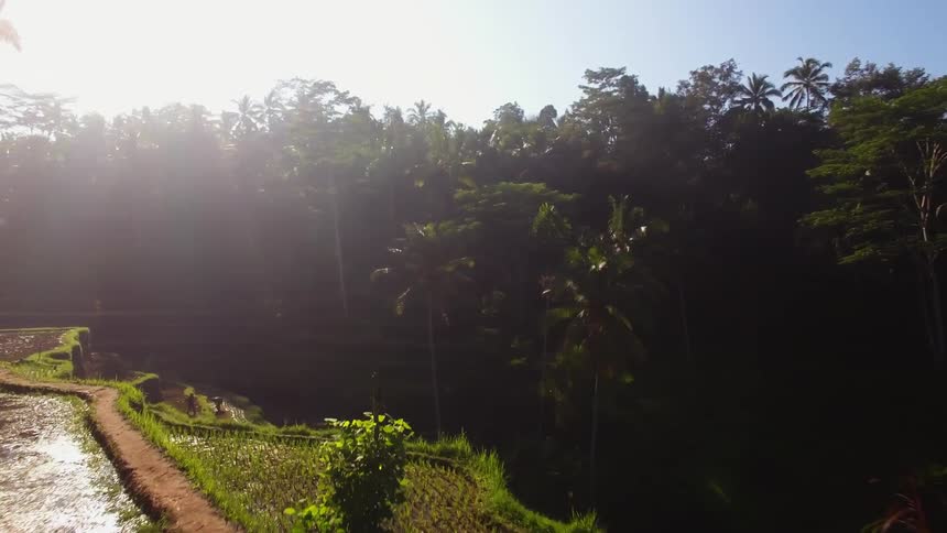 A terraced hill in a jungle contains crops
