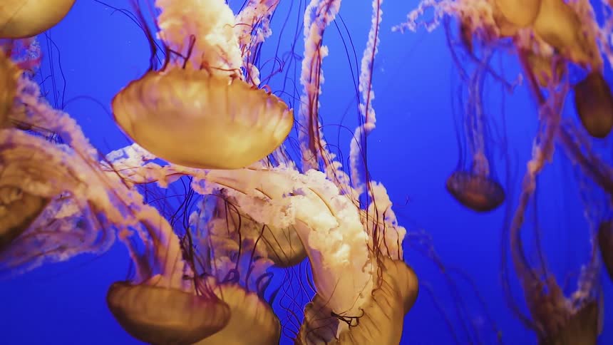 A pod of jellyfish move and float in the water