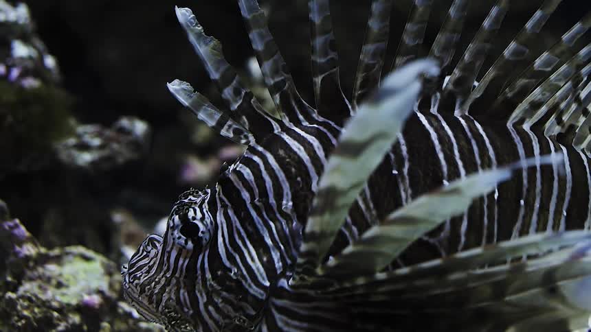 A lion fish is swimming near coral