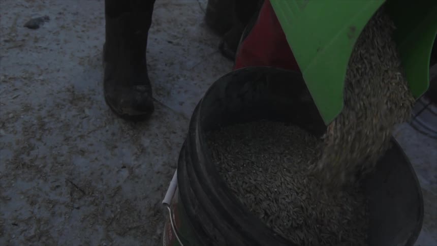 A worker pours grains into a bucket