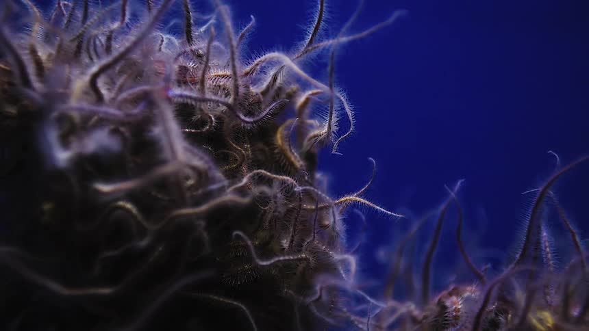Sea life flows in the water