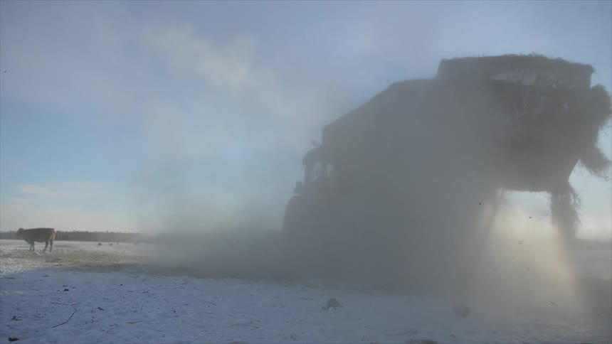 A tractor hauling a load of feed drives near cows in winter