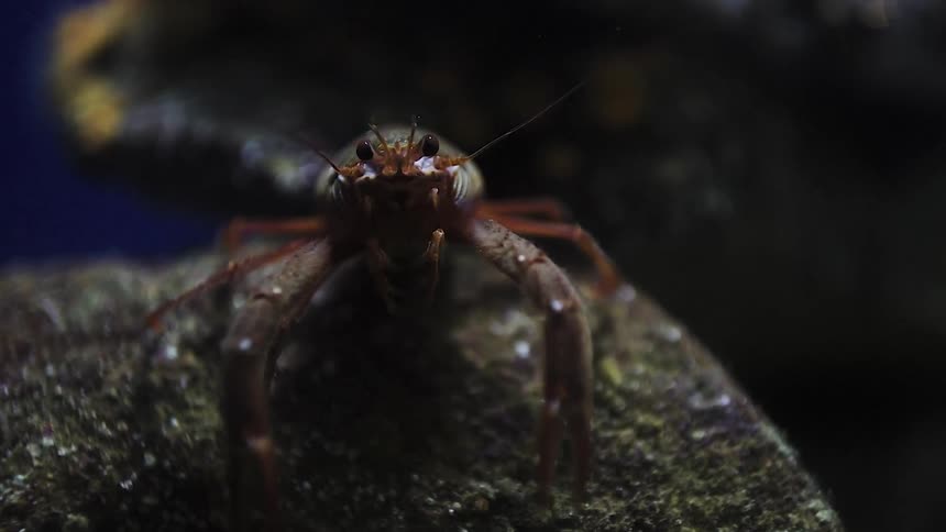 A large crustacean is on a rock