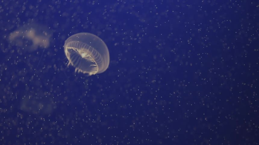 A jelly fish is swimming in the blue waters