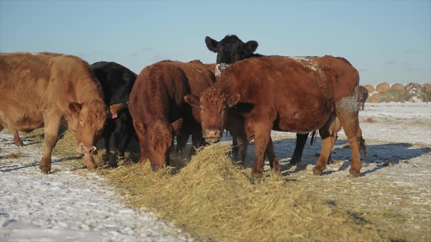 Cattle graze on a row of feed on a winter's day