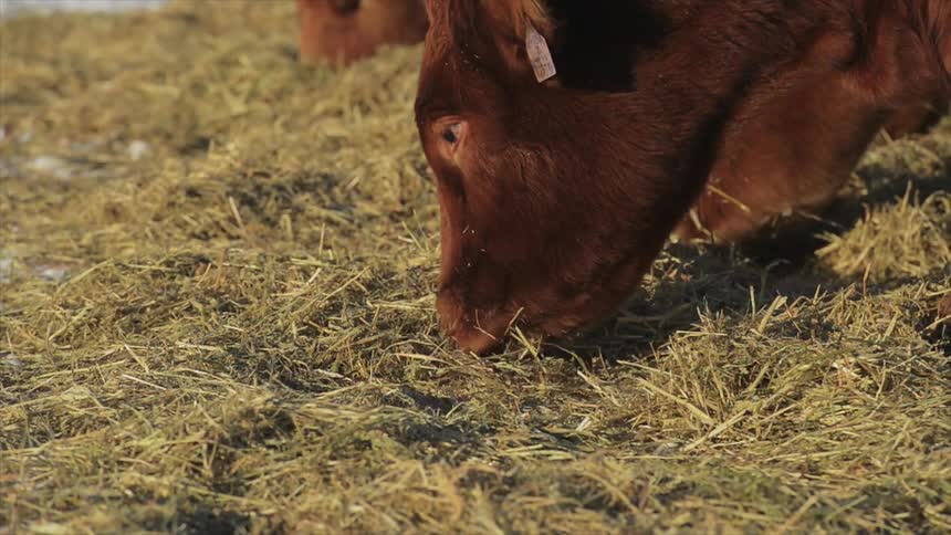 A few cattle grazing on grass or hay
