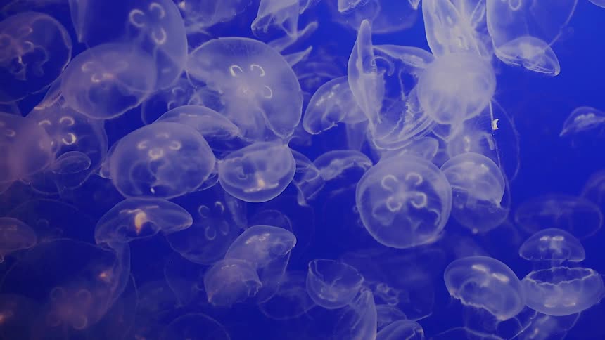 A group of jellyfish swimming