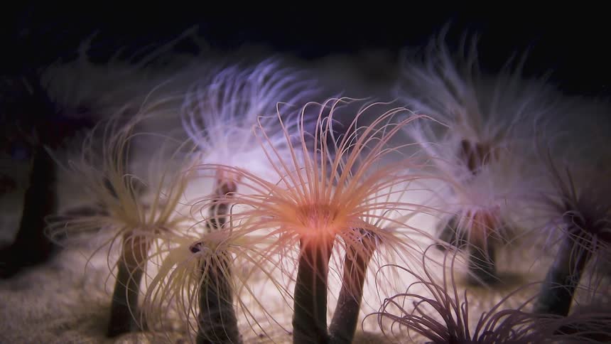 Sea life sits on the ocean floor