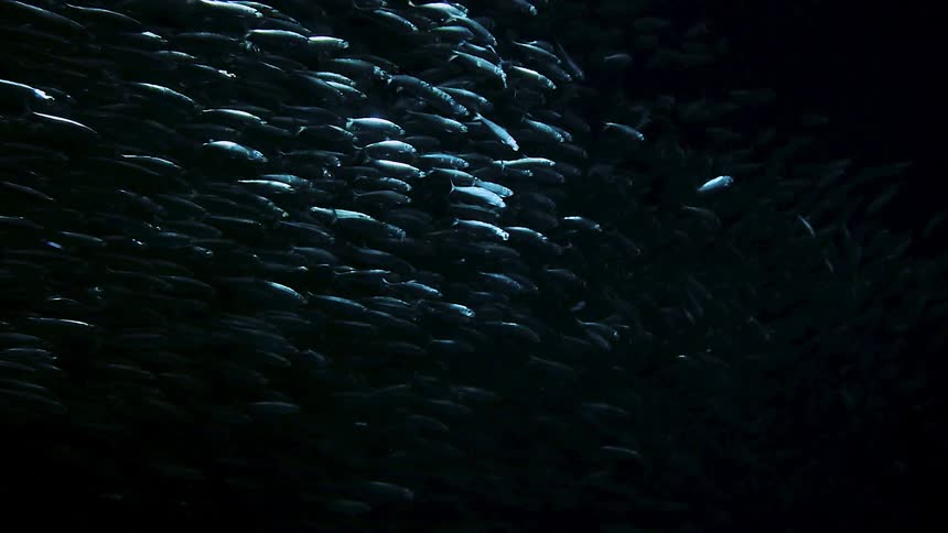 A school of fish are barely seen moving in the dark water