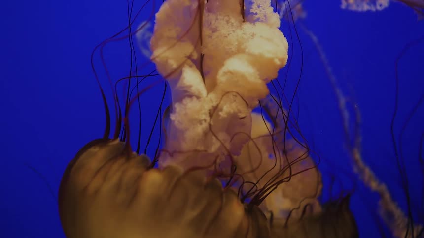 A large jellyfish is floating around expanding in the water