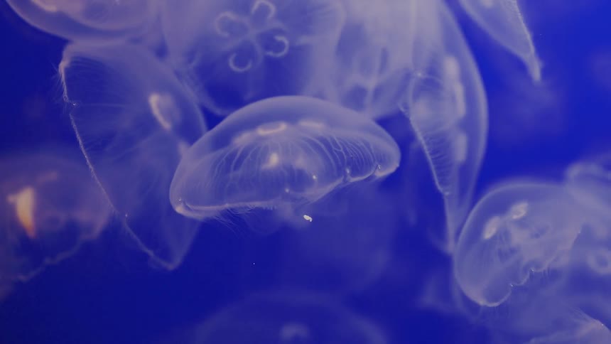 A group of jellyfish float together