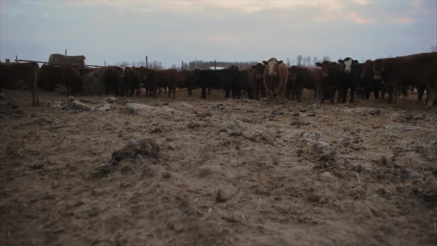 A large herd of cattle standing in a dry field staring at the camera