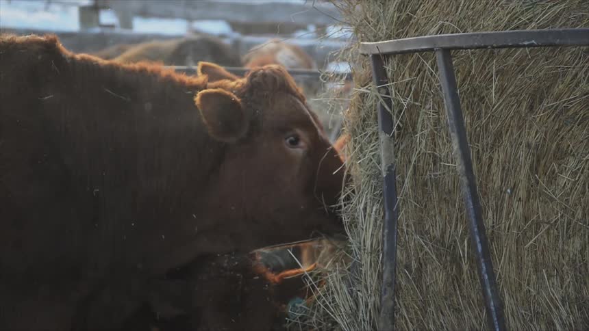 Cows eat hay on a ranch