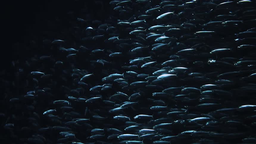 A large school of fish travel fast together