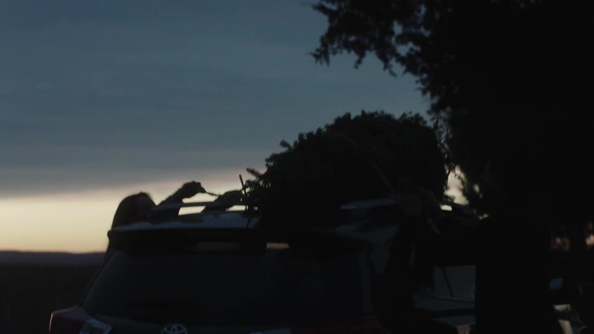 A man and woman tie a christmas tree to the roof of a car