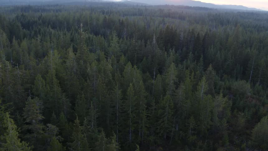 Slow tilt up from trees and thick woods to reveal a large forest