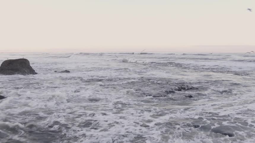 Gulls and seabirds flying along rugged coastline