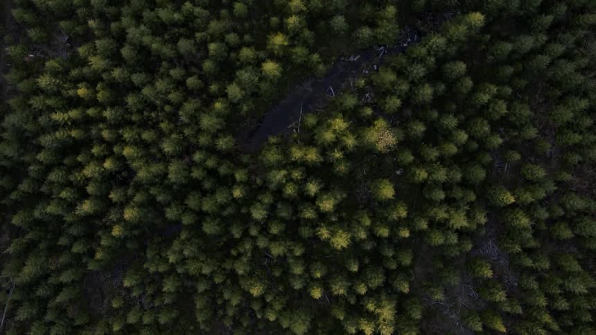 Overhead traverse of enchanted woods with a narrow forest stream