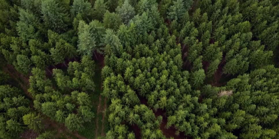 Aerial view of a dense forest