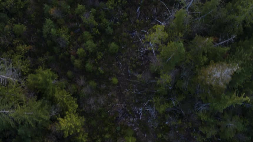 Birds eye view of mixed growth trees and woodlands