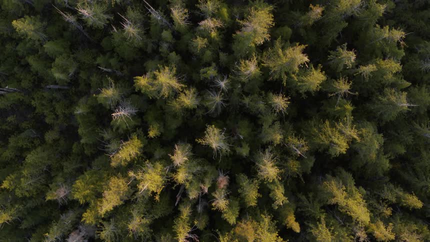 Birds eye view of beautiful evergreen trees bathed in soft light
